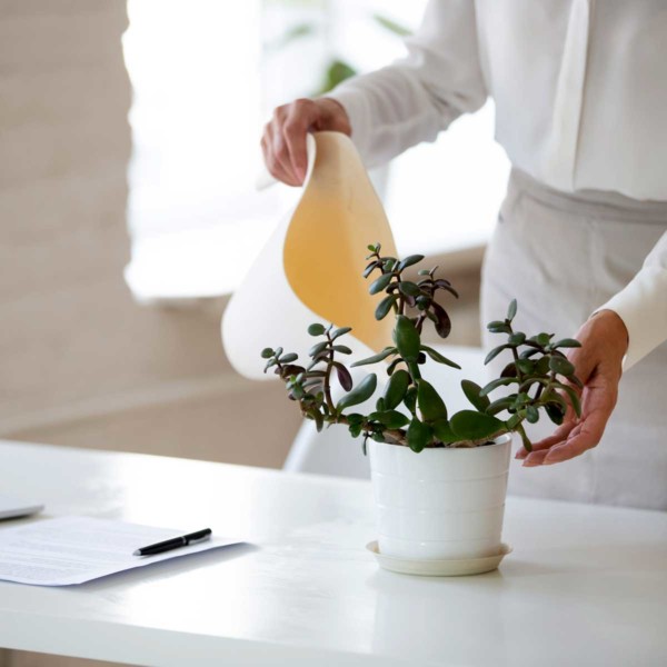 Image of someone watering a plant